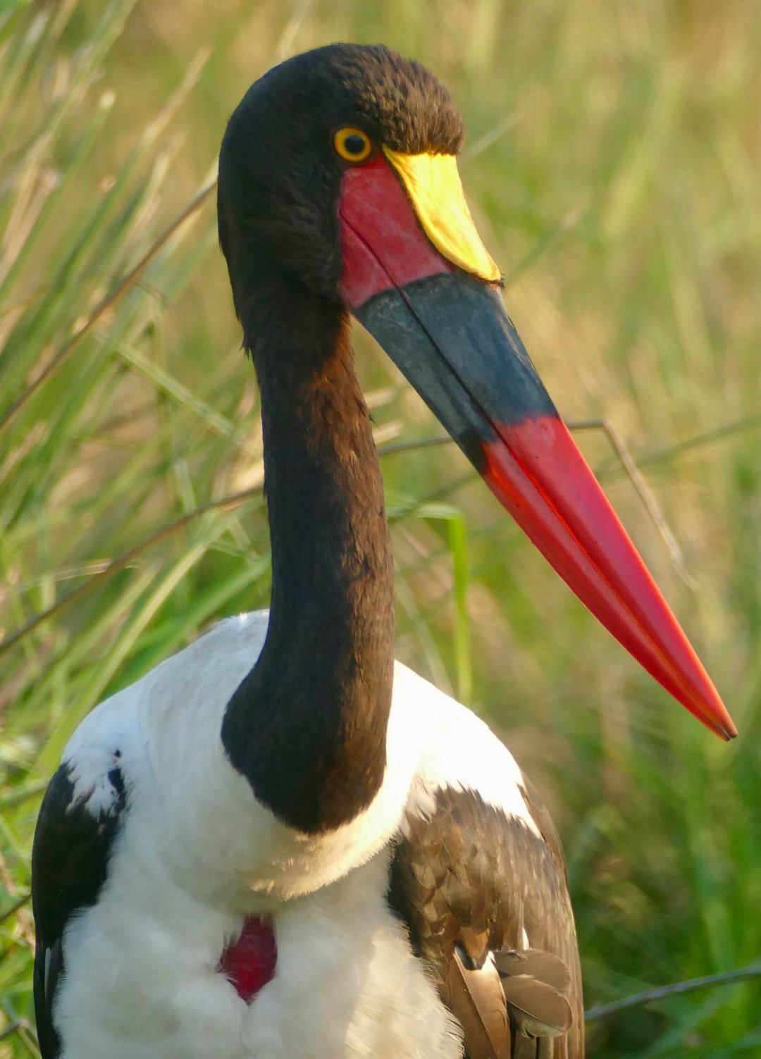 Saddle-billed stork