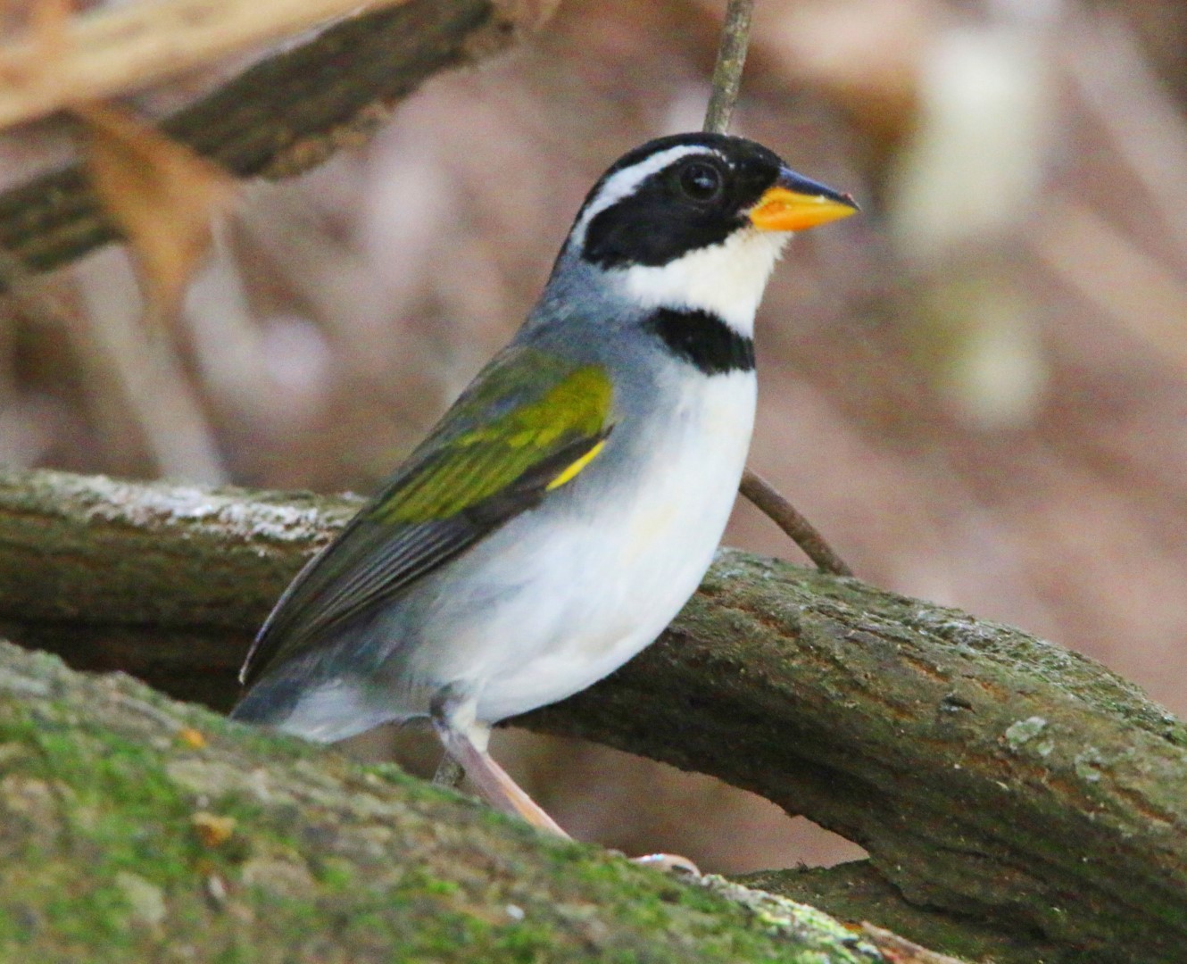 Saffron-billed Sparrow