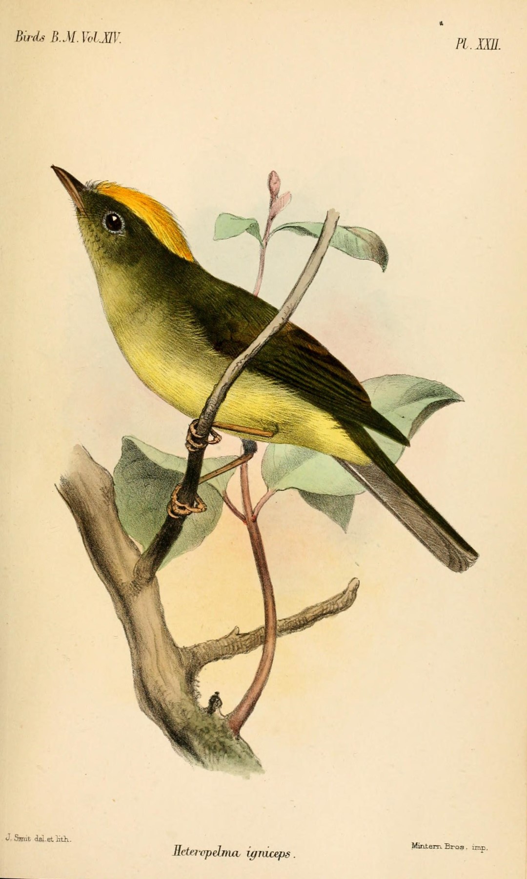 Saffron-crested Tyrant-Manakin