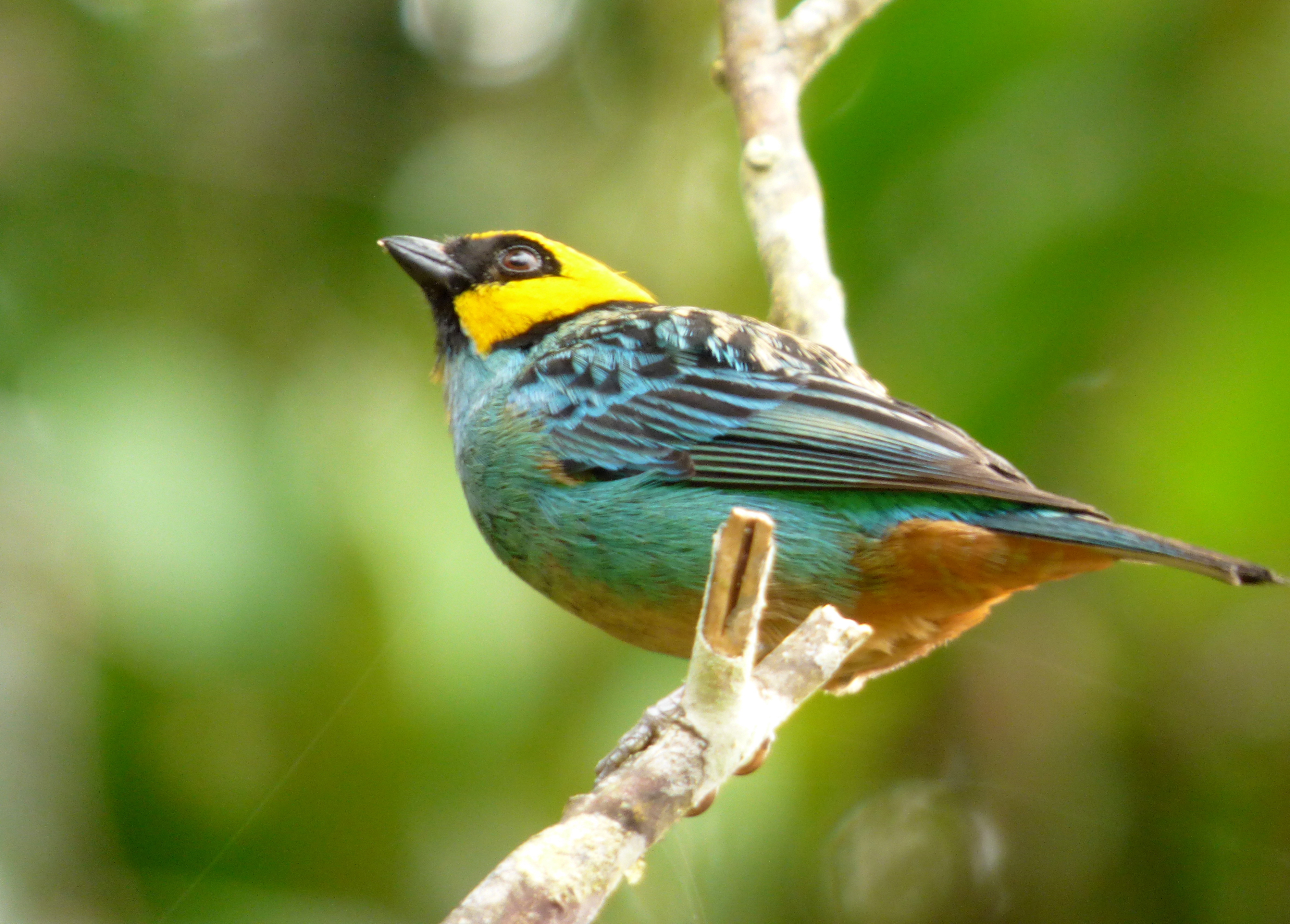 Saffron-crowned Tanager
