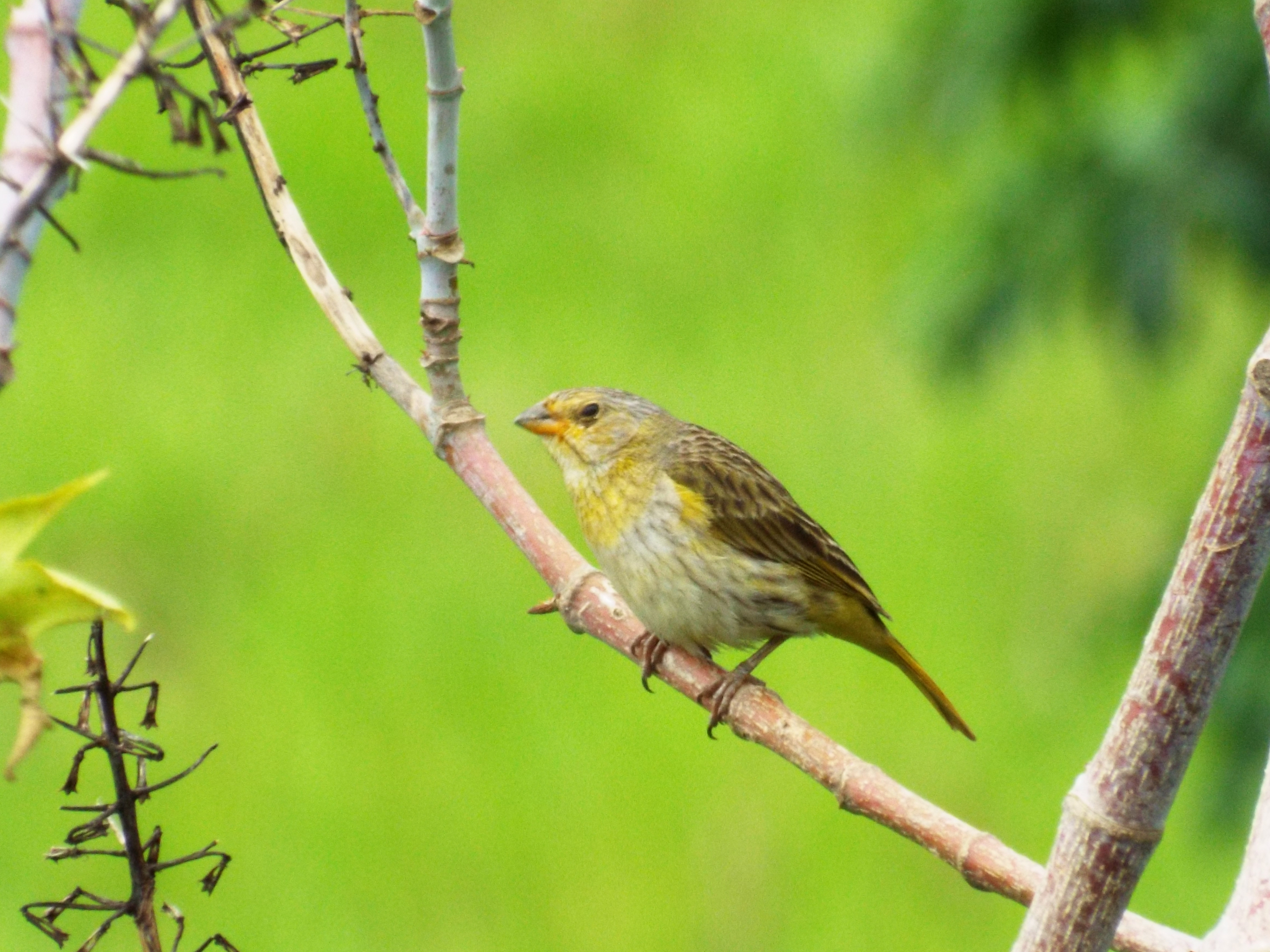 Saffron Finch