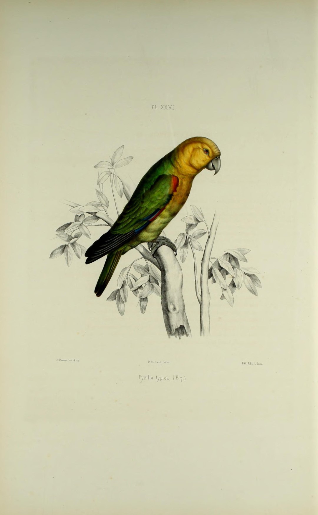 Saffron-headed Parrot