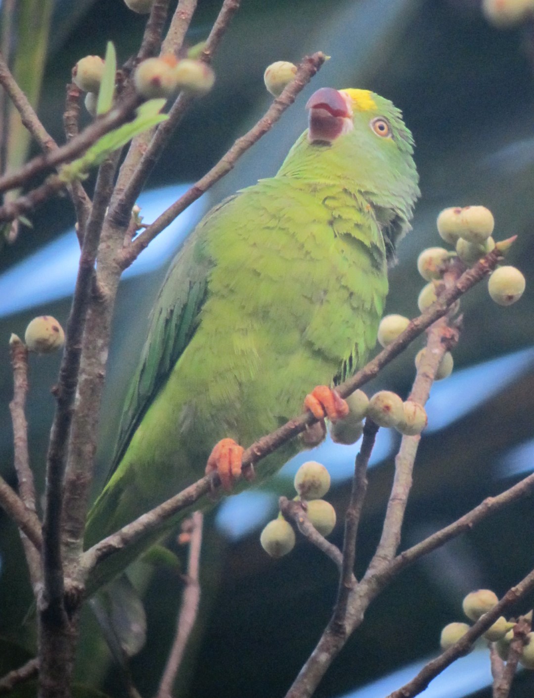Saint Thomas parakeet