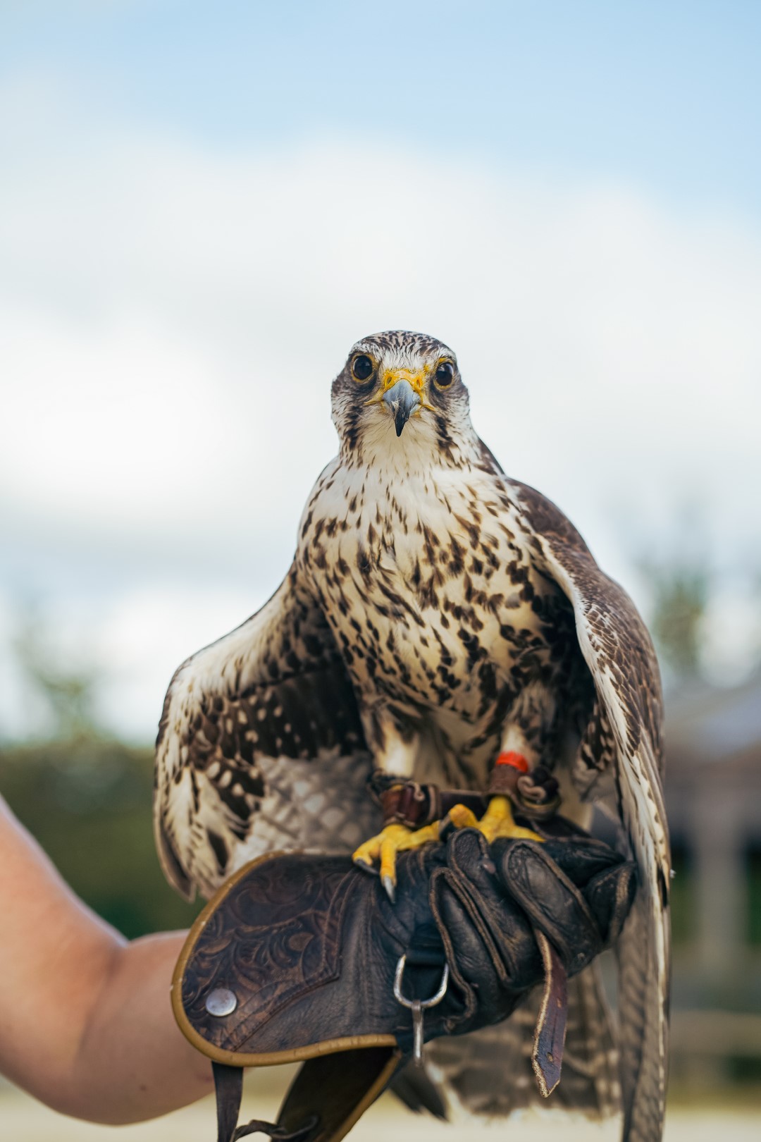 Saker falcon