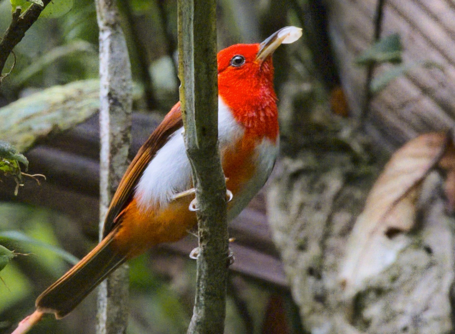 Salmon-colored Tanager