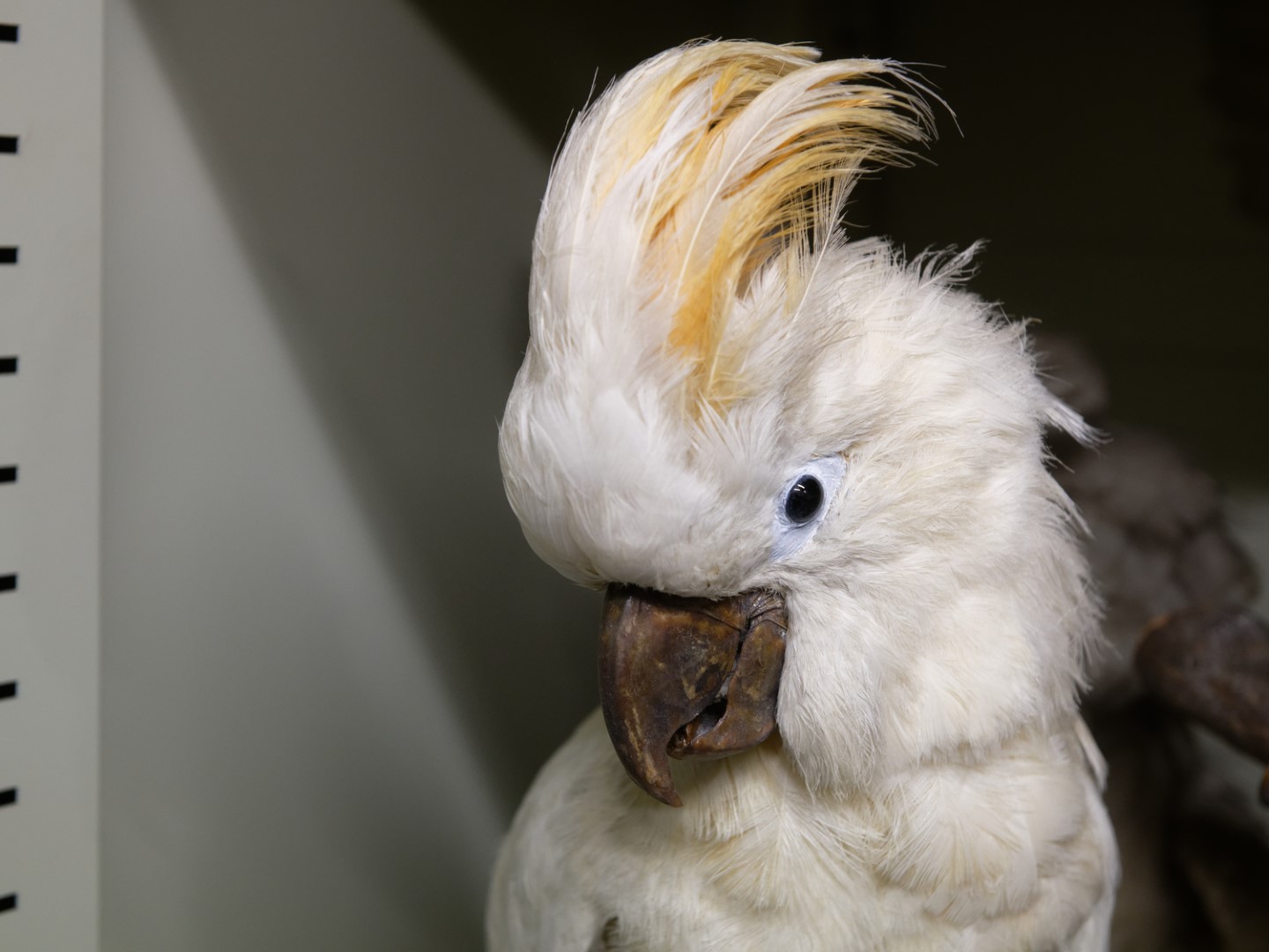 Salmon-crested cockatoo