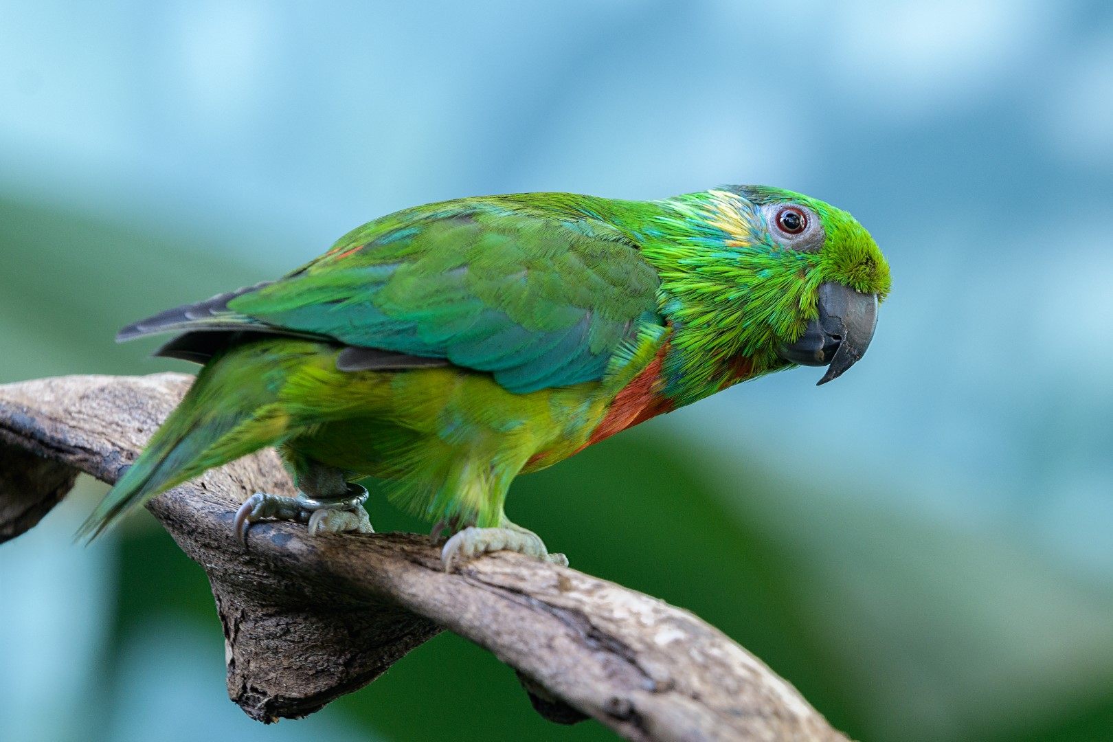Salvadori's fig parrot