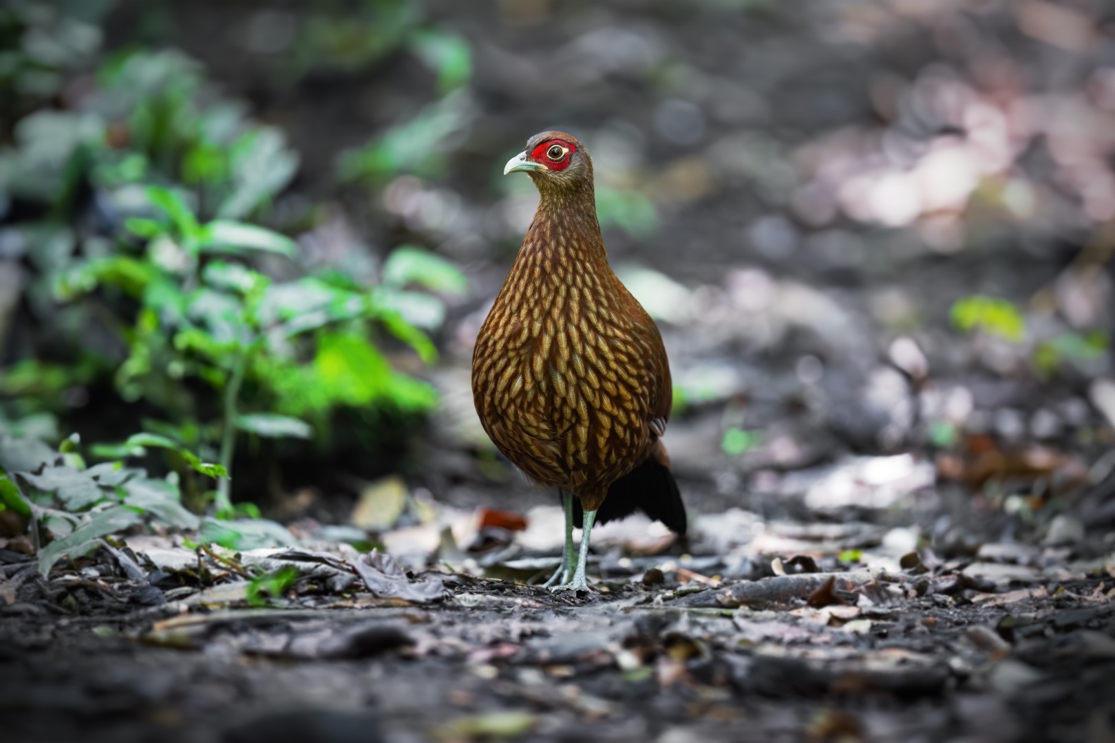 Salvadori's pheasant