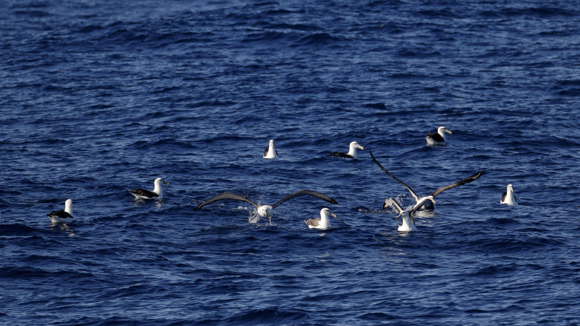 Salvin's albatross