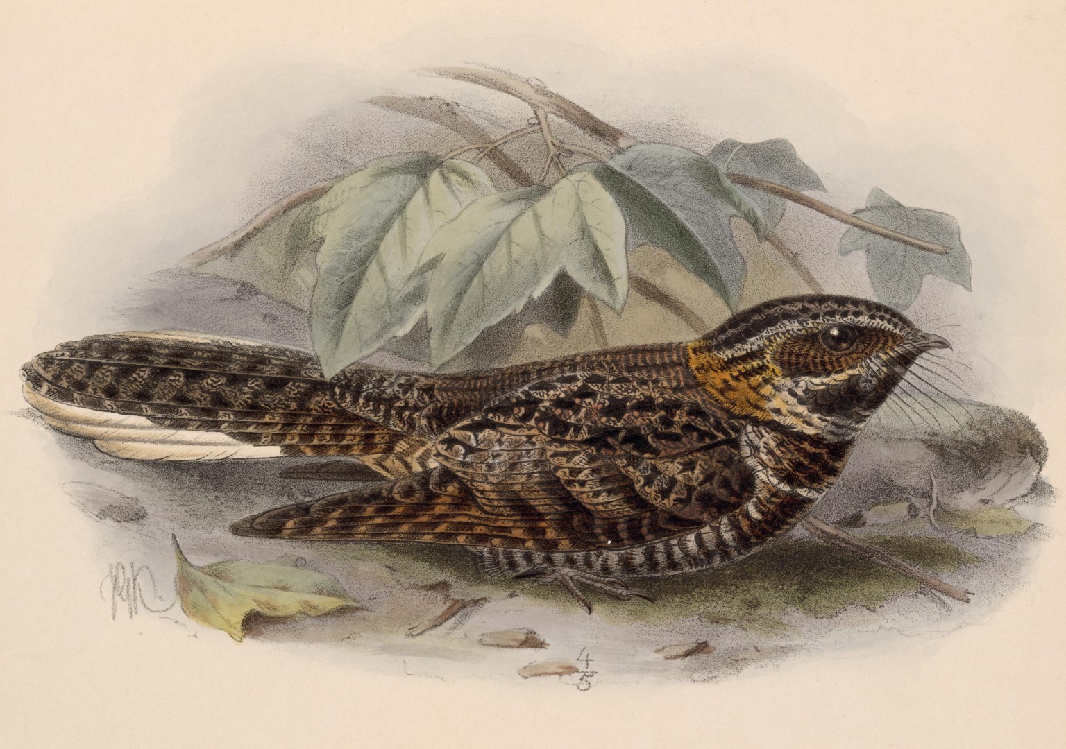 Salvin's Nightjar