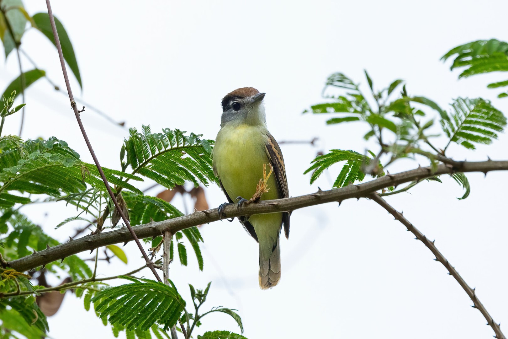 Salvin's pachyramphus