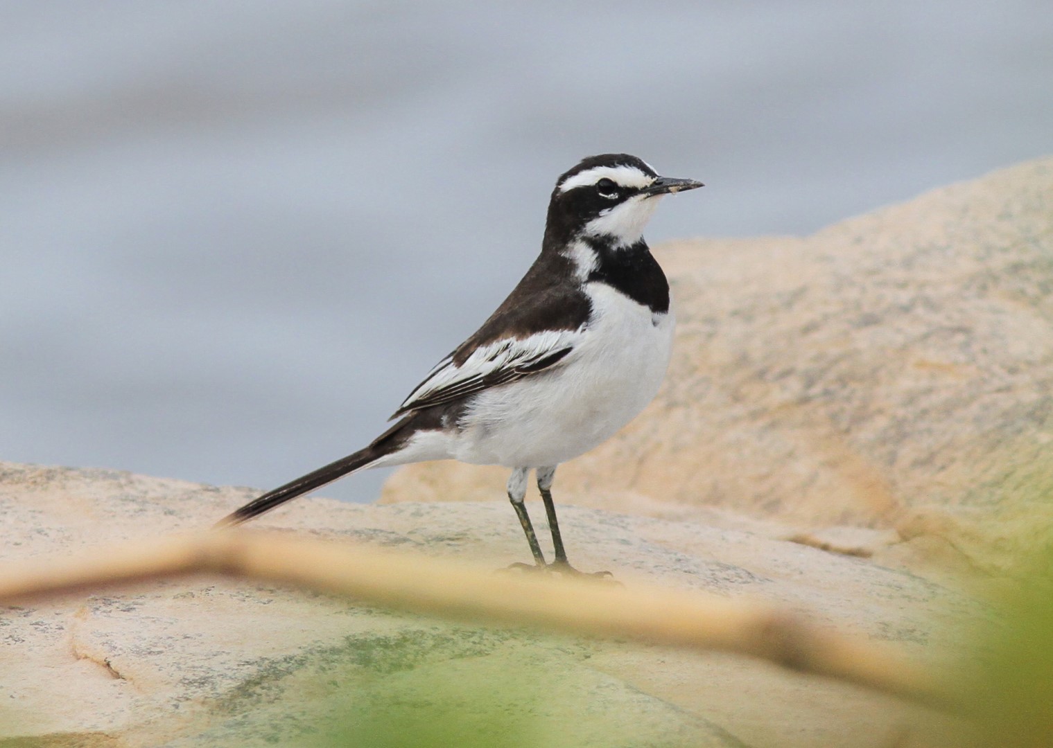 Sam Veasna's Wagtail