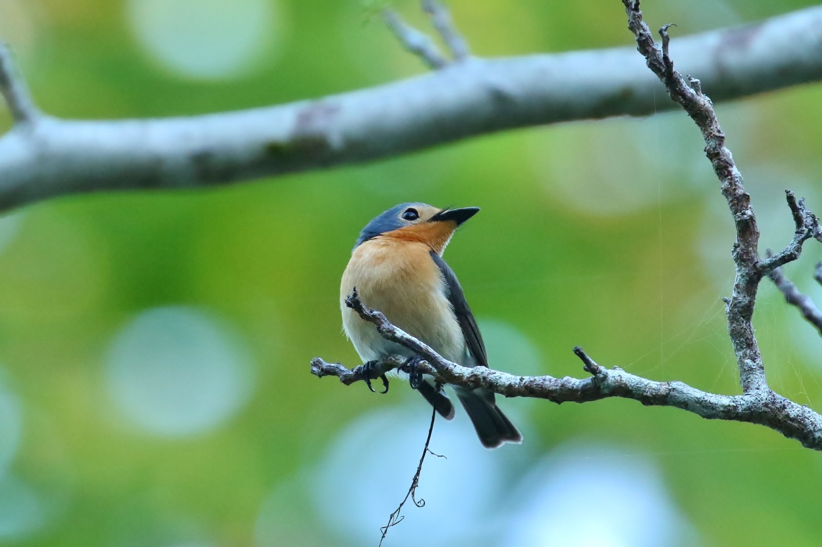 Samoan Flycatcher