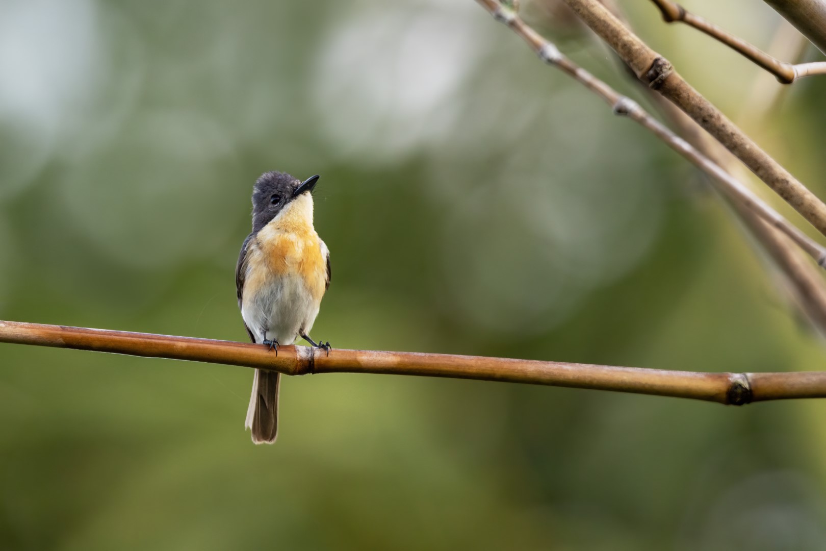 Samoan Flycatcher