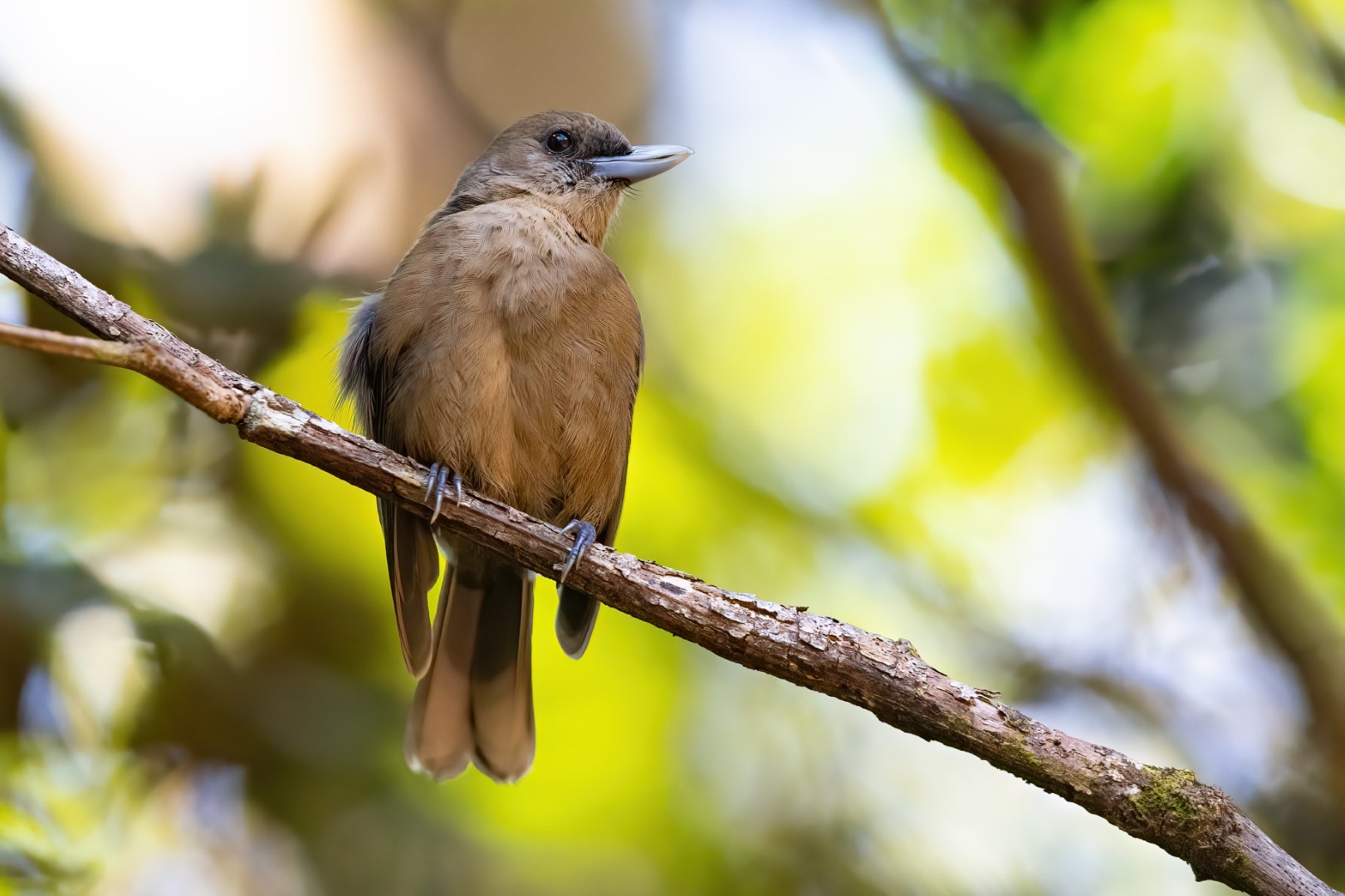 Samoan Flycatcher