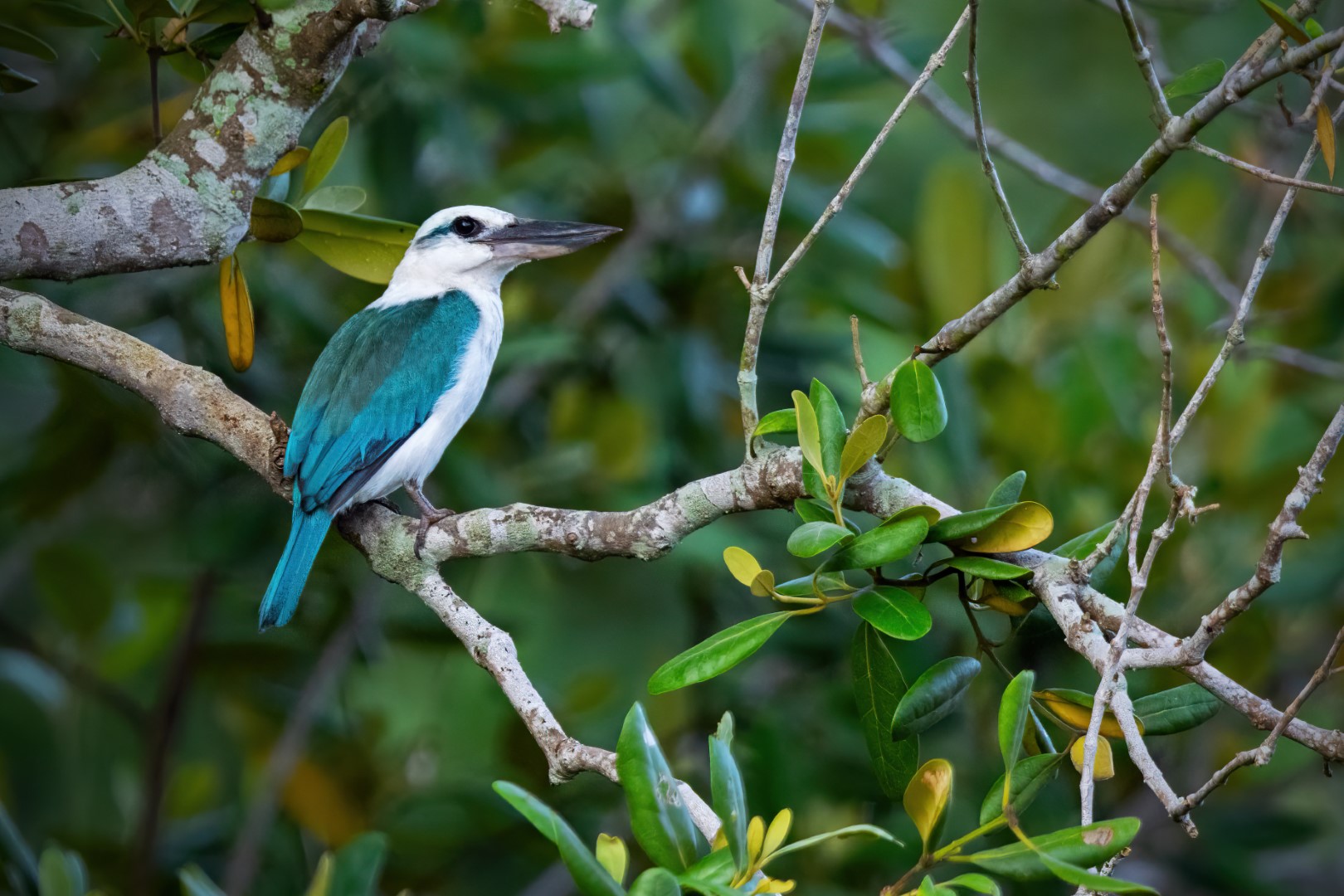 Samoan kingfisher