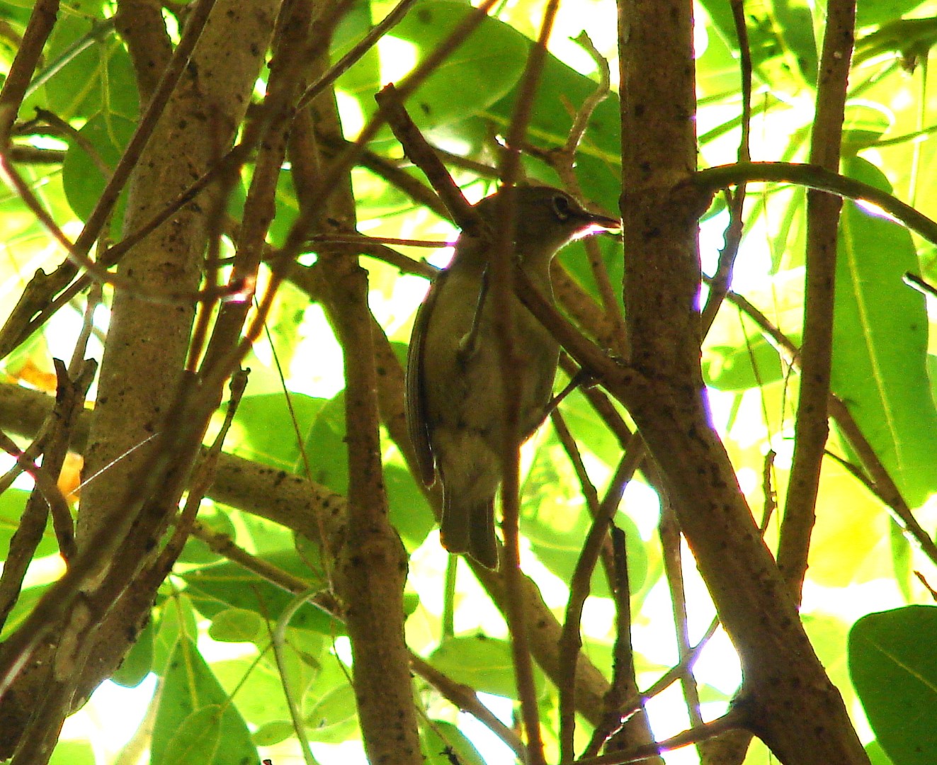 Samoan White-eye