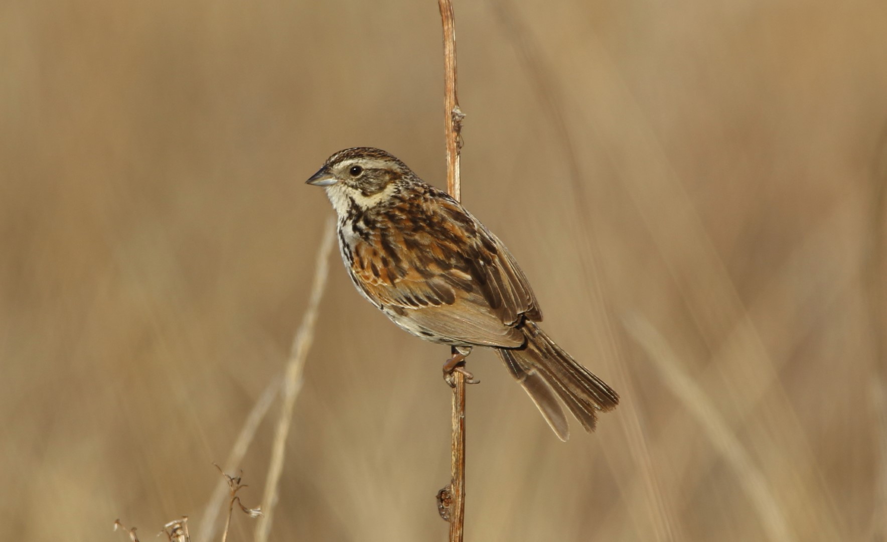 San Cristobal brush-finch