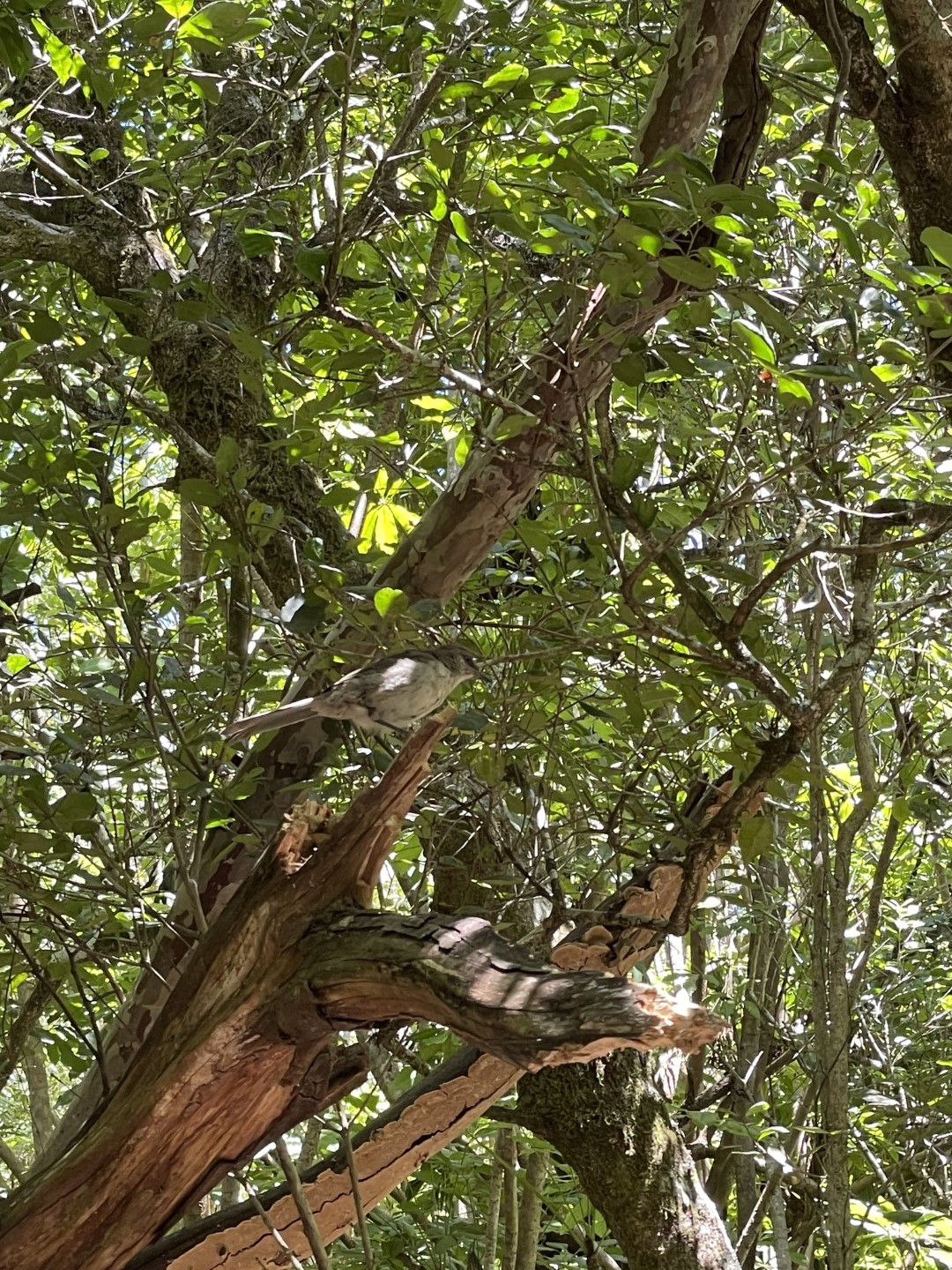 San Cristobal Mockingbird