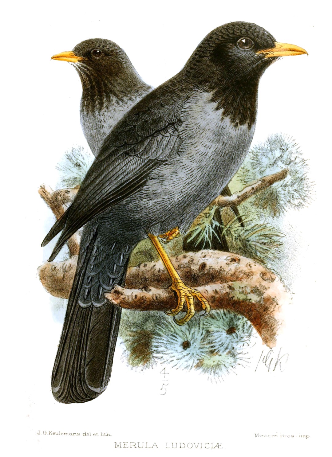 San Cristobal thrush