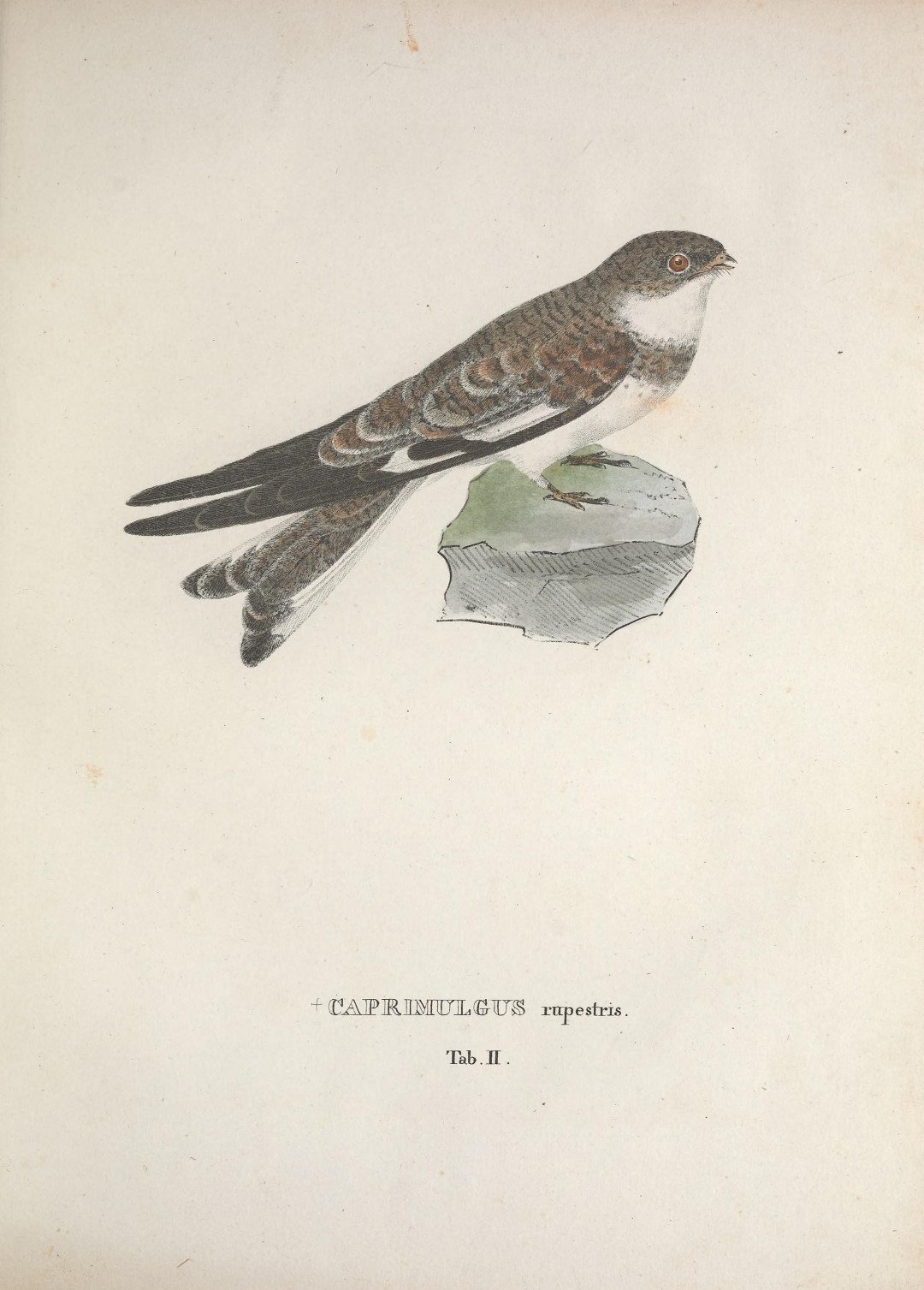 Sand-colored Nighthawk