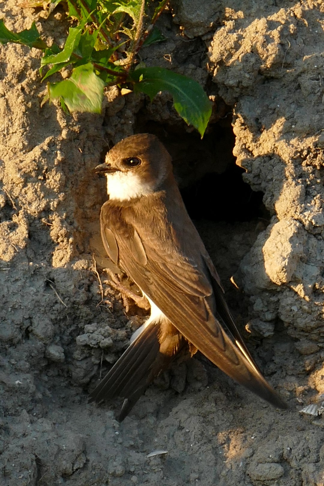 Sand Martin