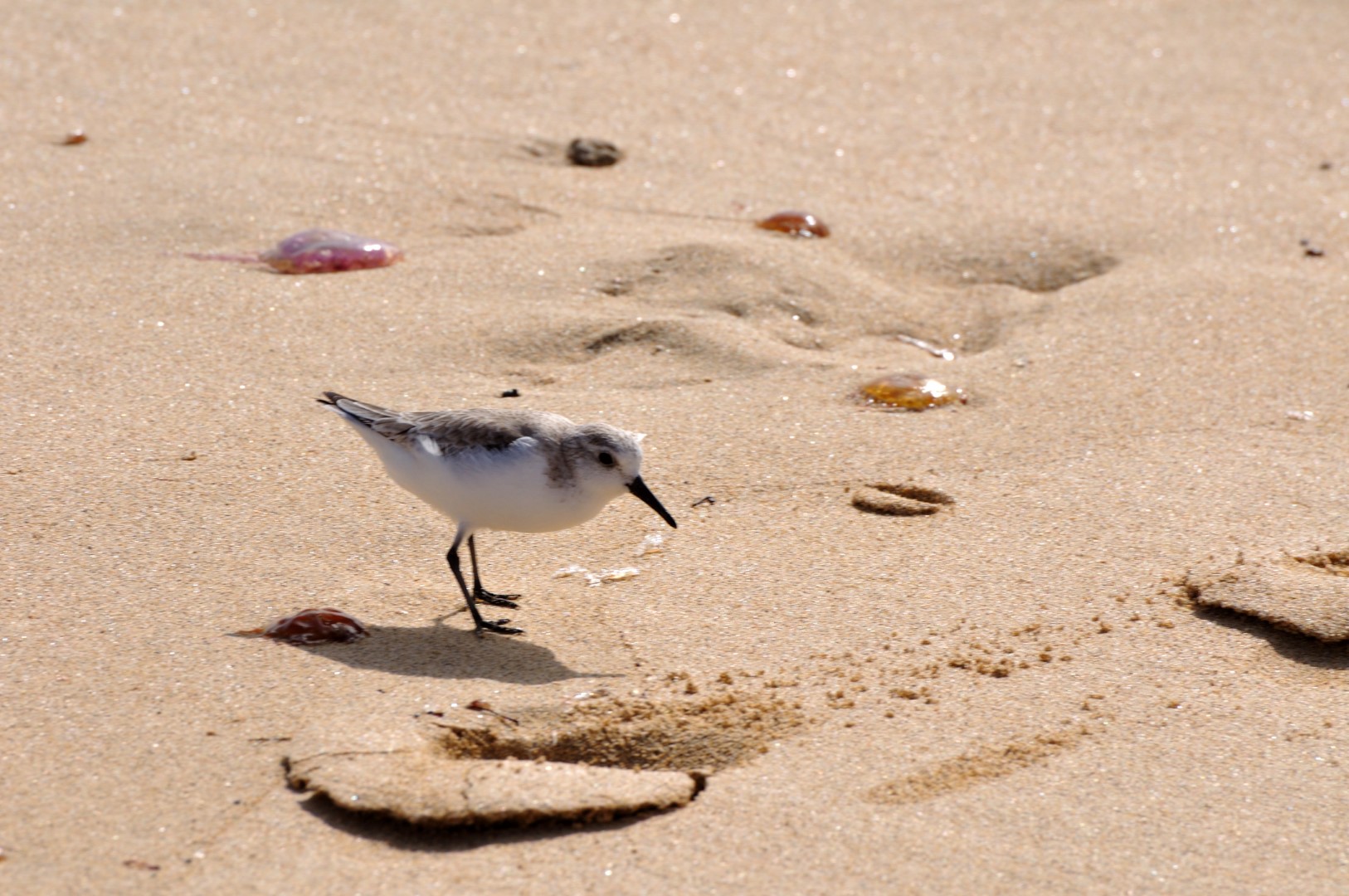Sanderling
