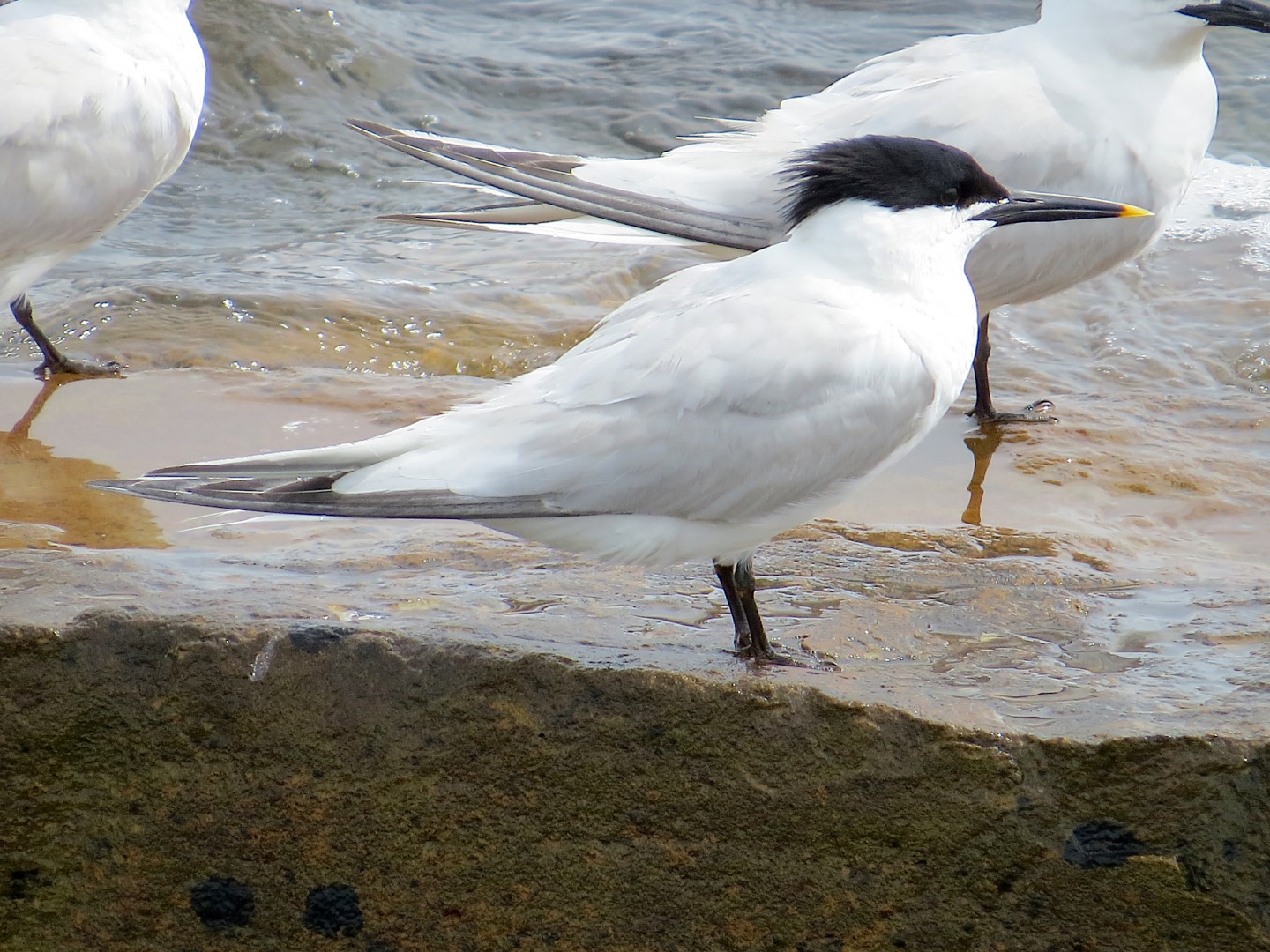 Sandwich Tern