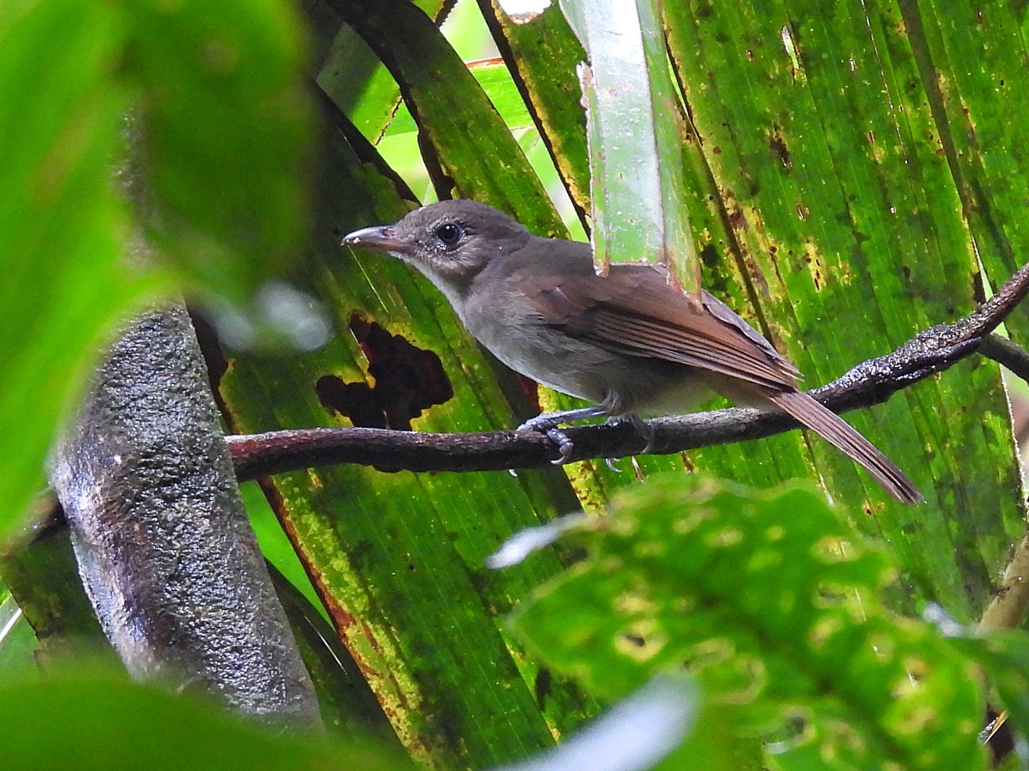 Sangihe Shrikethrush