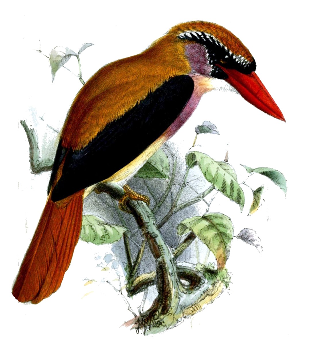 Sangihe Shrikethrush