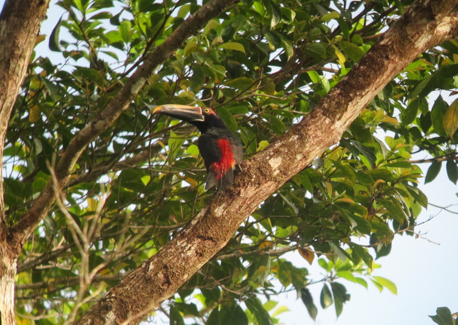 Sanguine Toucan