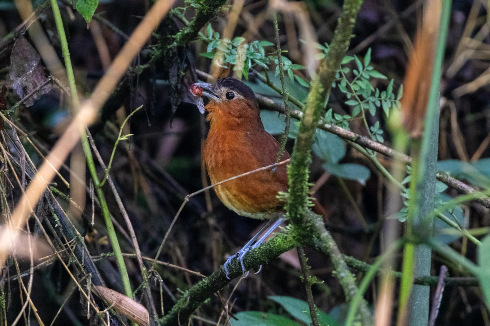 Santa Marta Antpitta