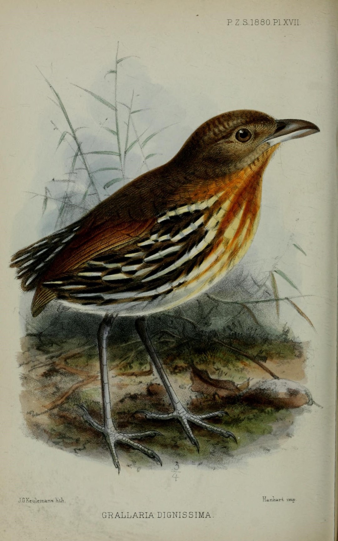 Santa Marta Antpitta