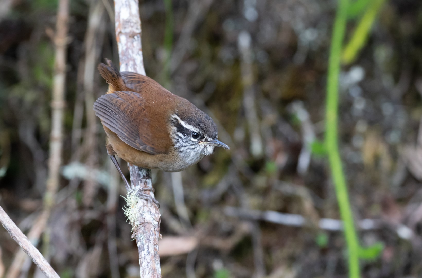 Santa Marta Tapaculo