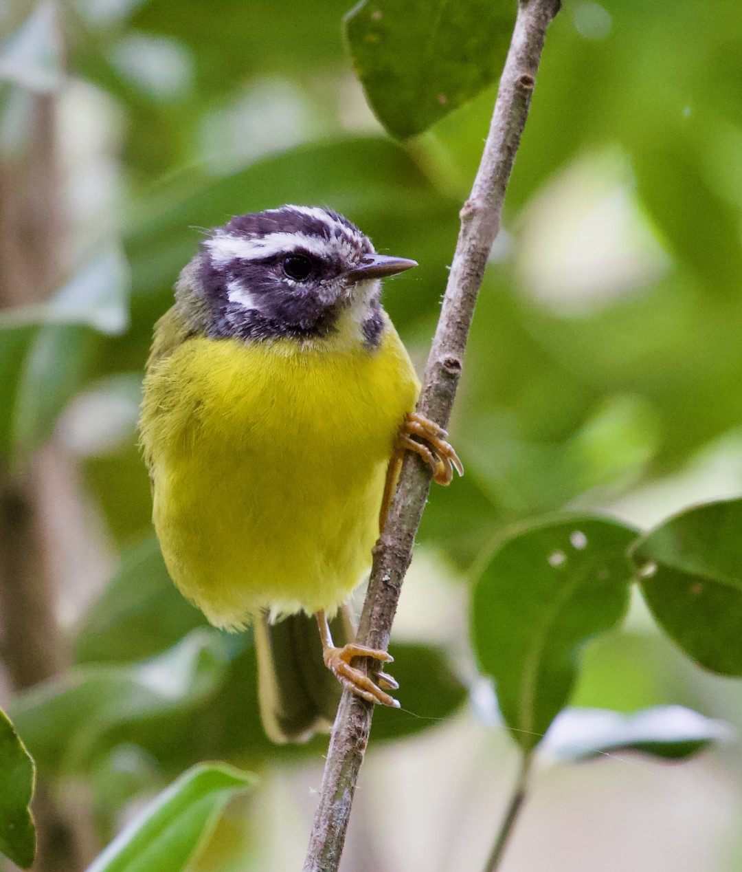 Santa Marta Warbler
