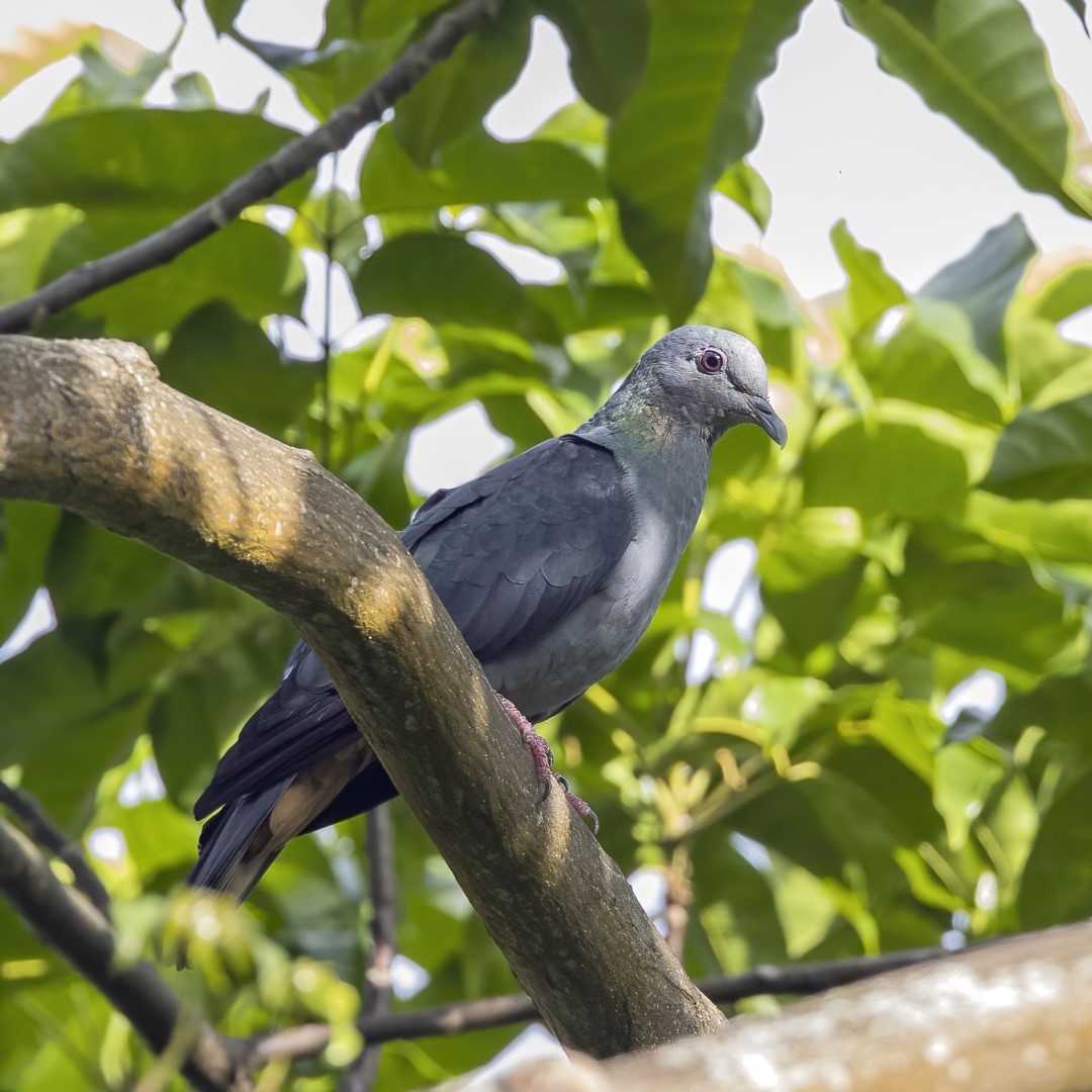 Sao Tome Bronze-naped Pigeon