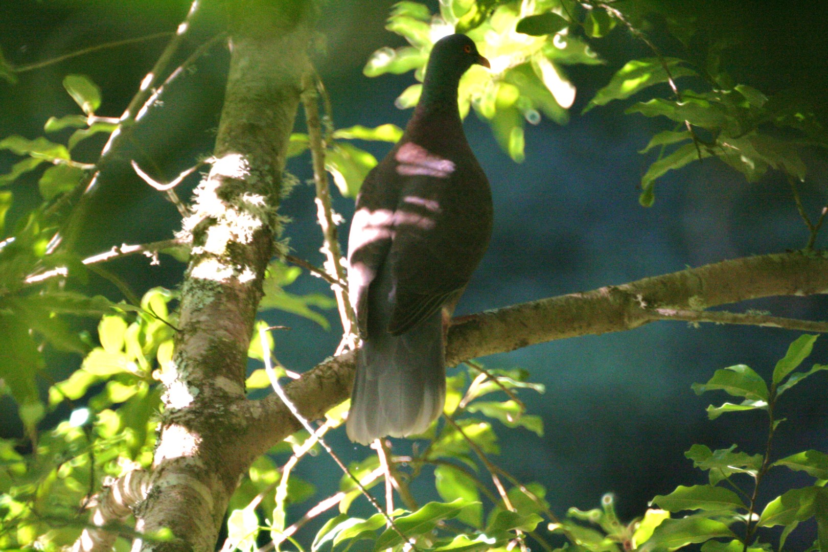 Sao Tome Bronze-naped Pigeon