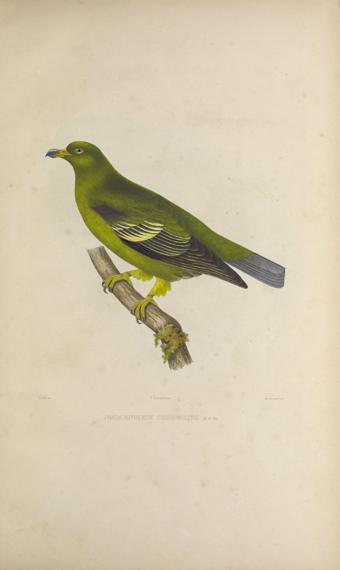 Sao Tome green pigeon