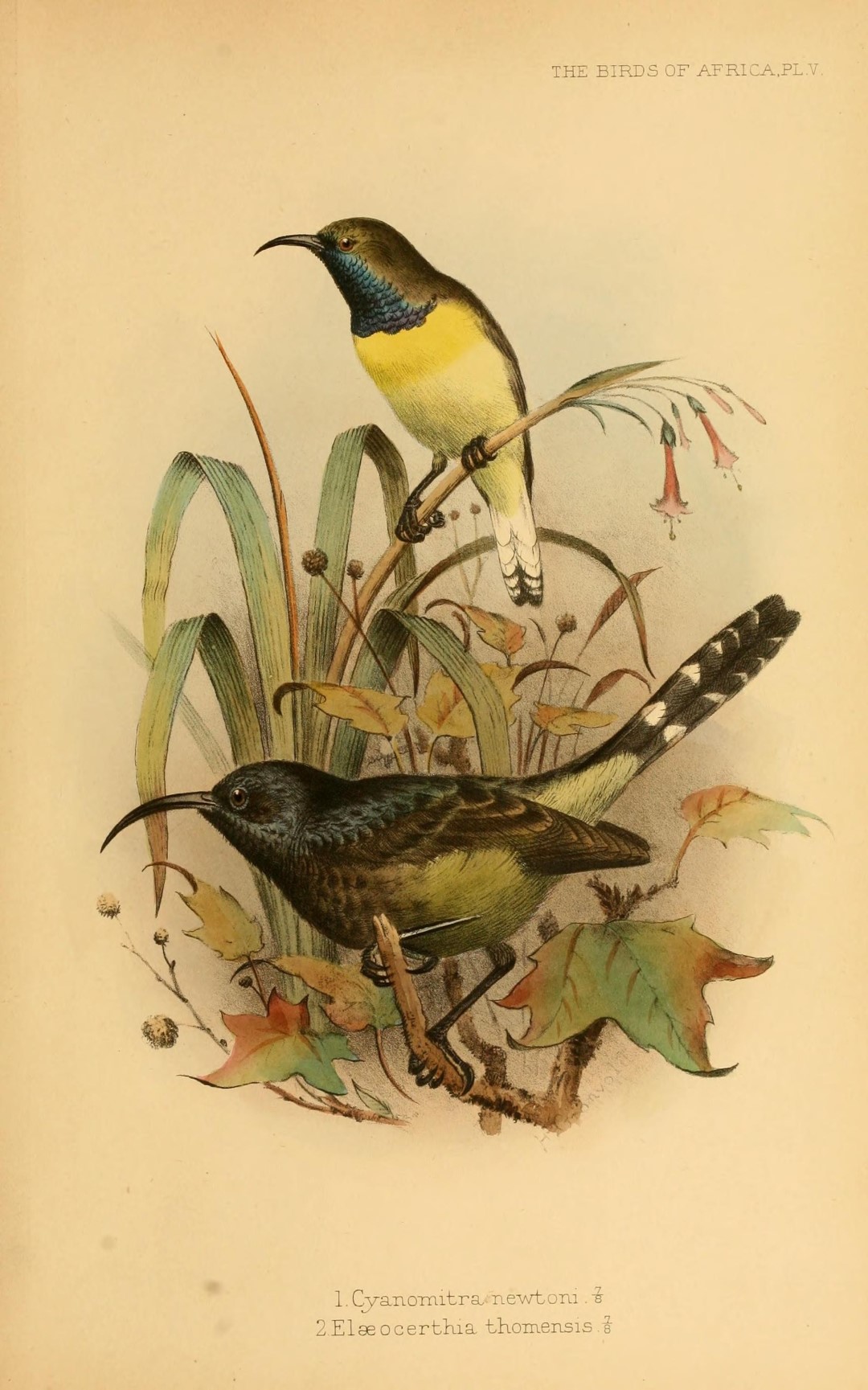 Sao Tome Oriole