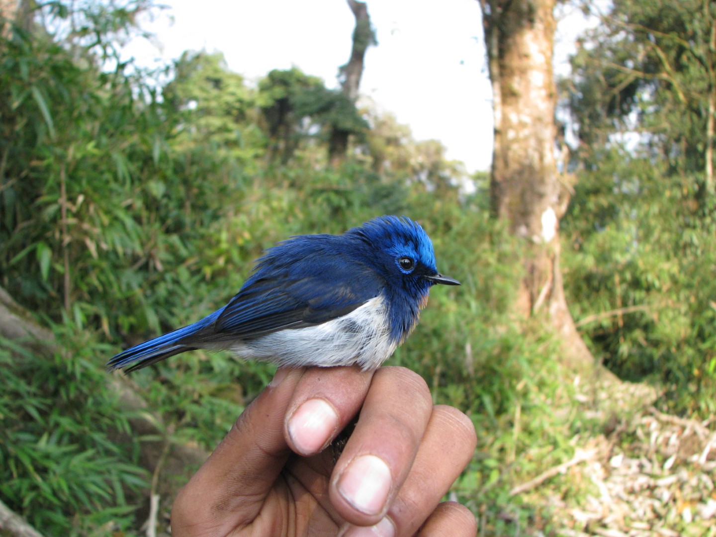 Sapphire Flycatcher