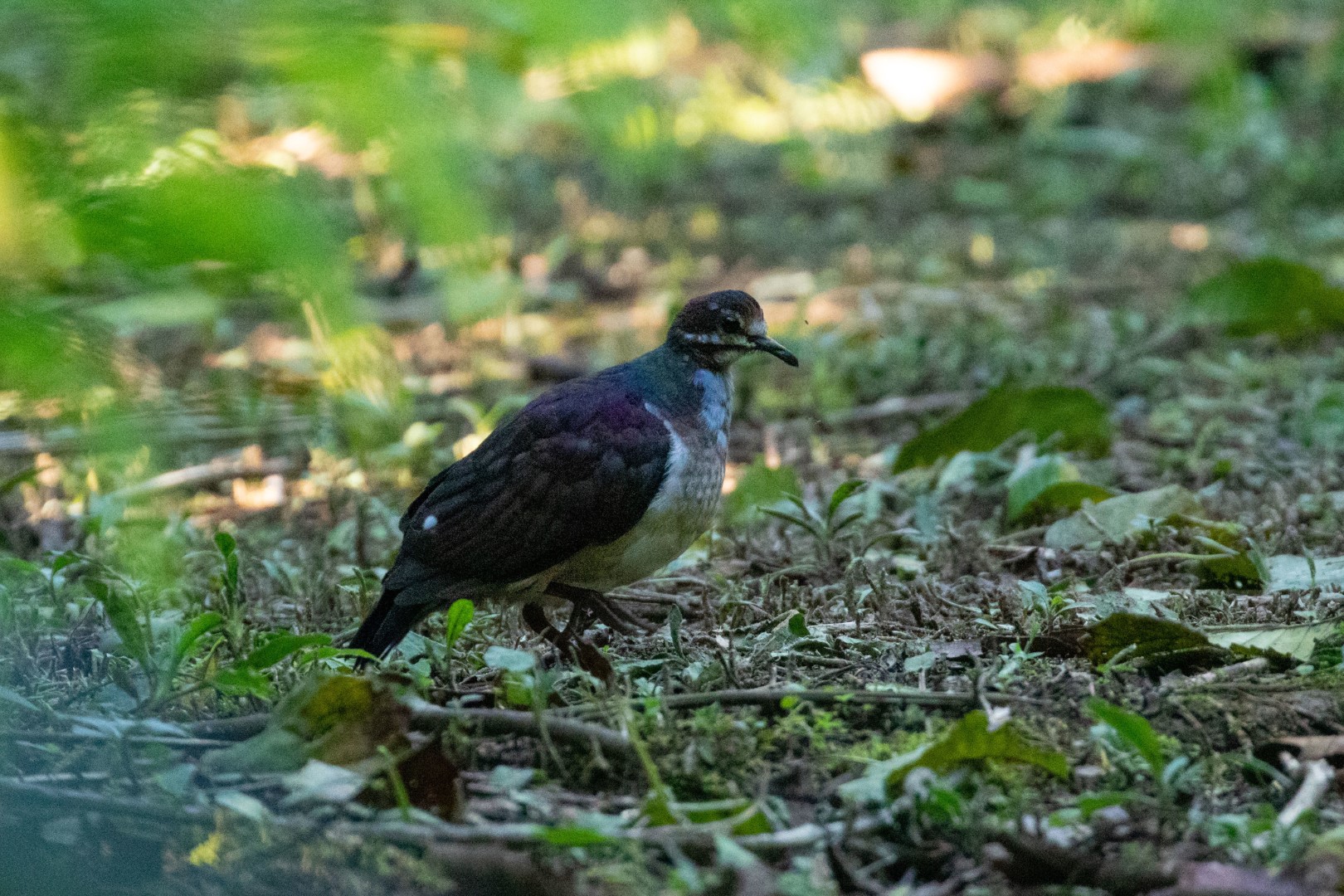 Sapphire Quail-Dove