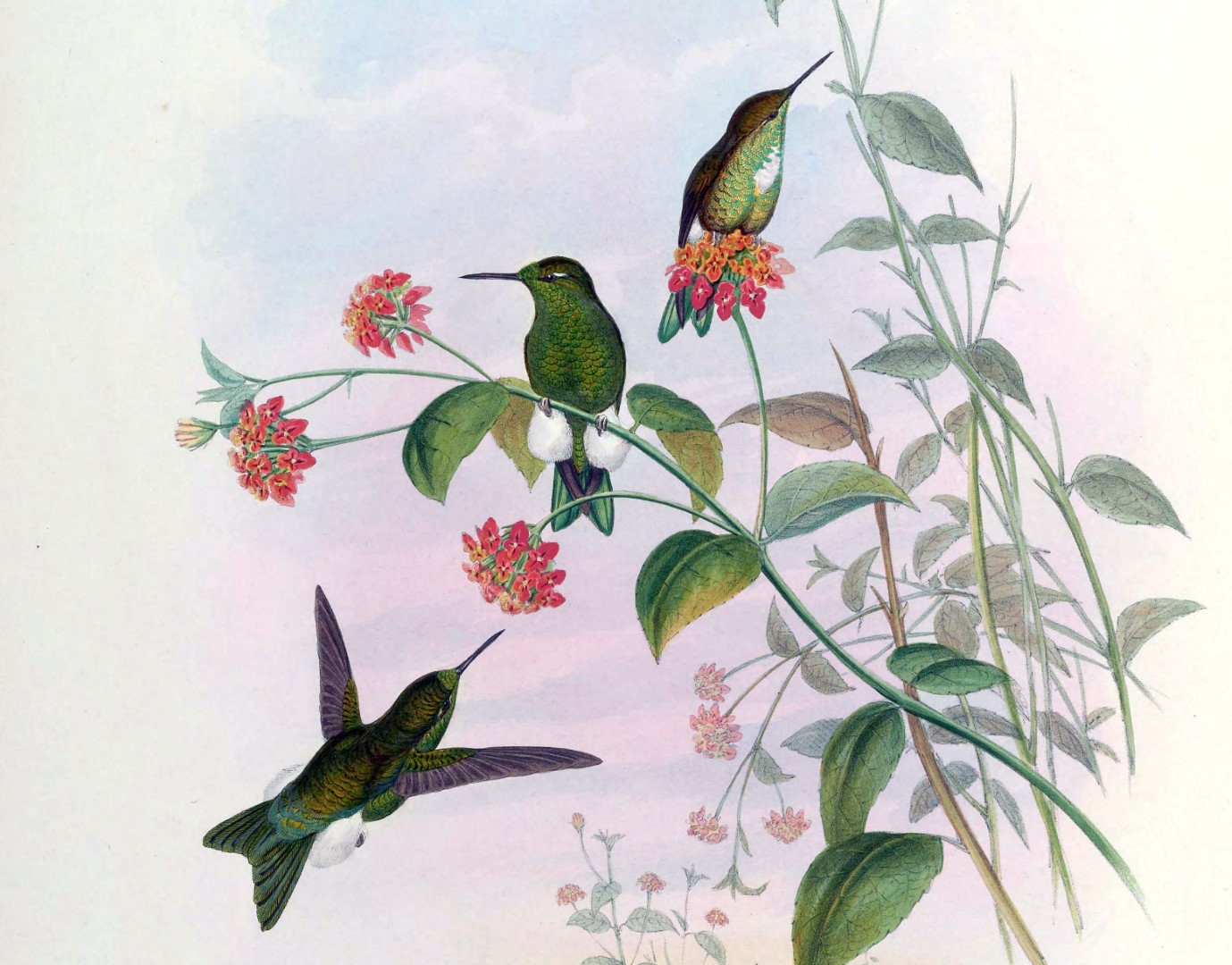 Sapphire-vented Puffleg