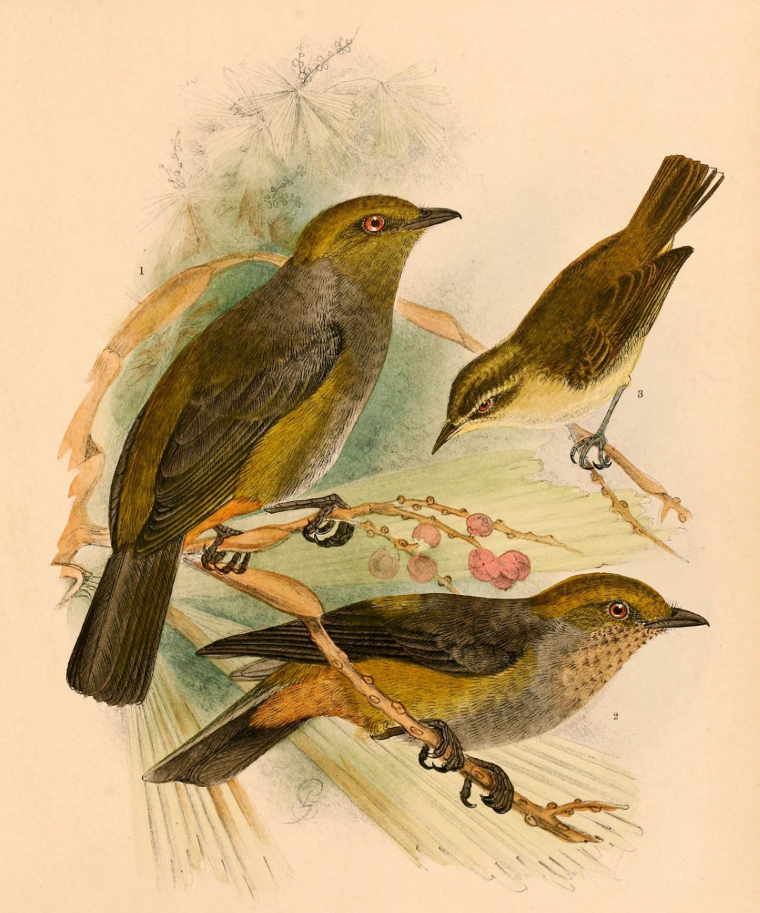 Sarasin's leaf warbler