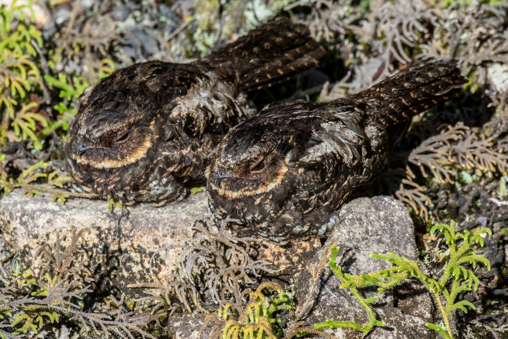 Satanic Nightjar