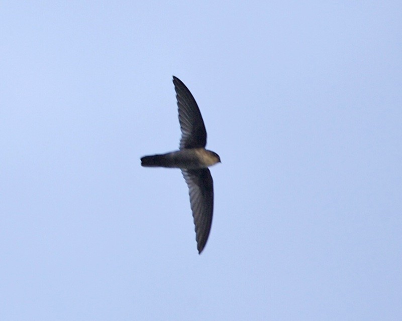 Satin Swiftlet
