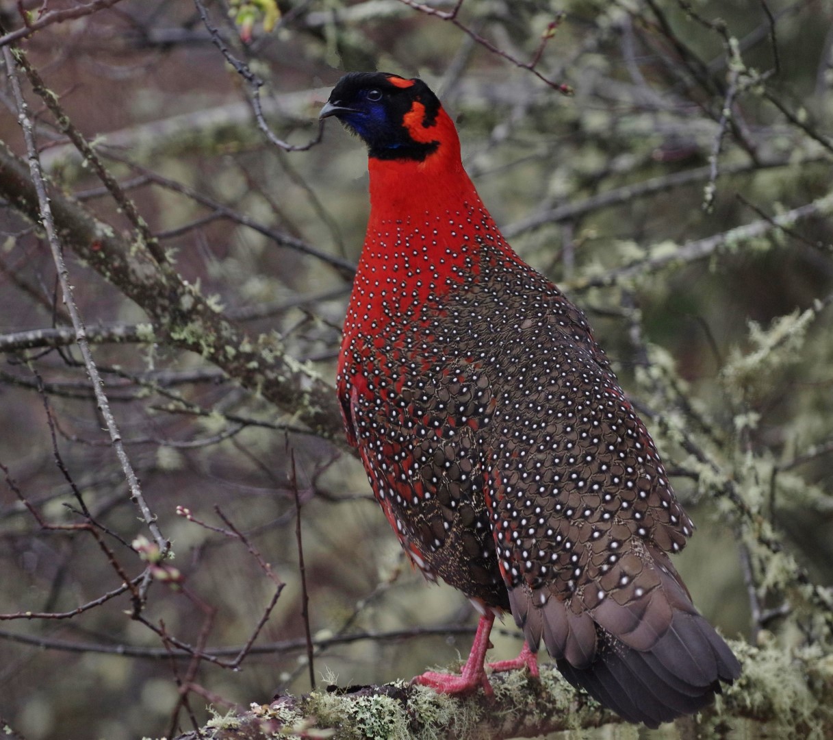 Satyr Tragopan