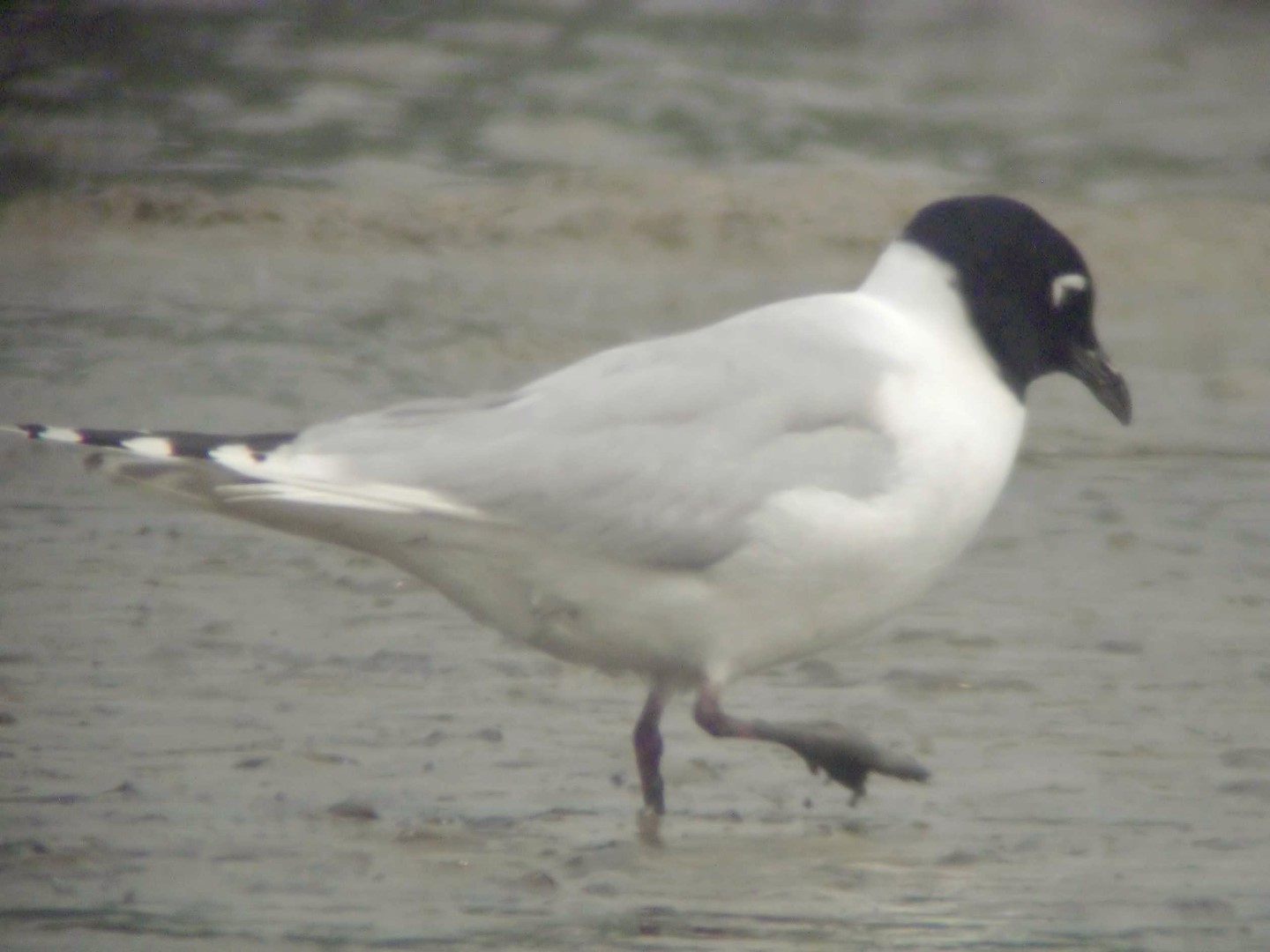Saunders's Gull