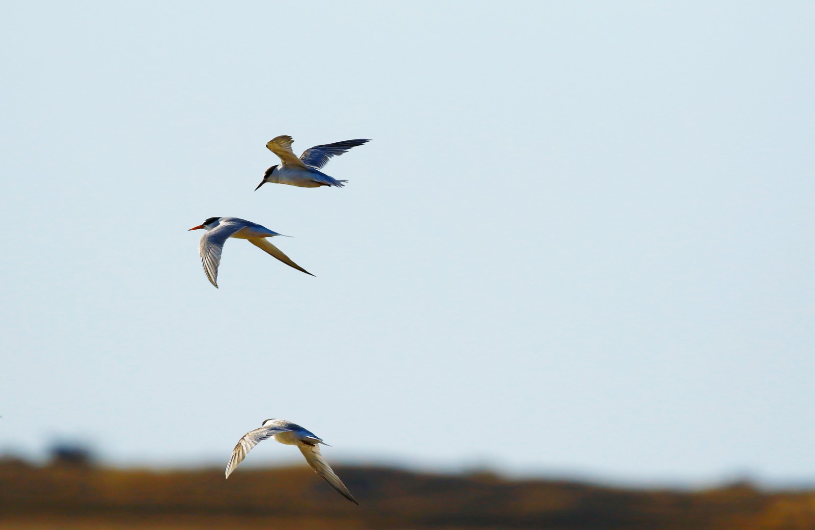 Saunders's Tern