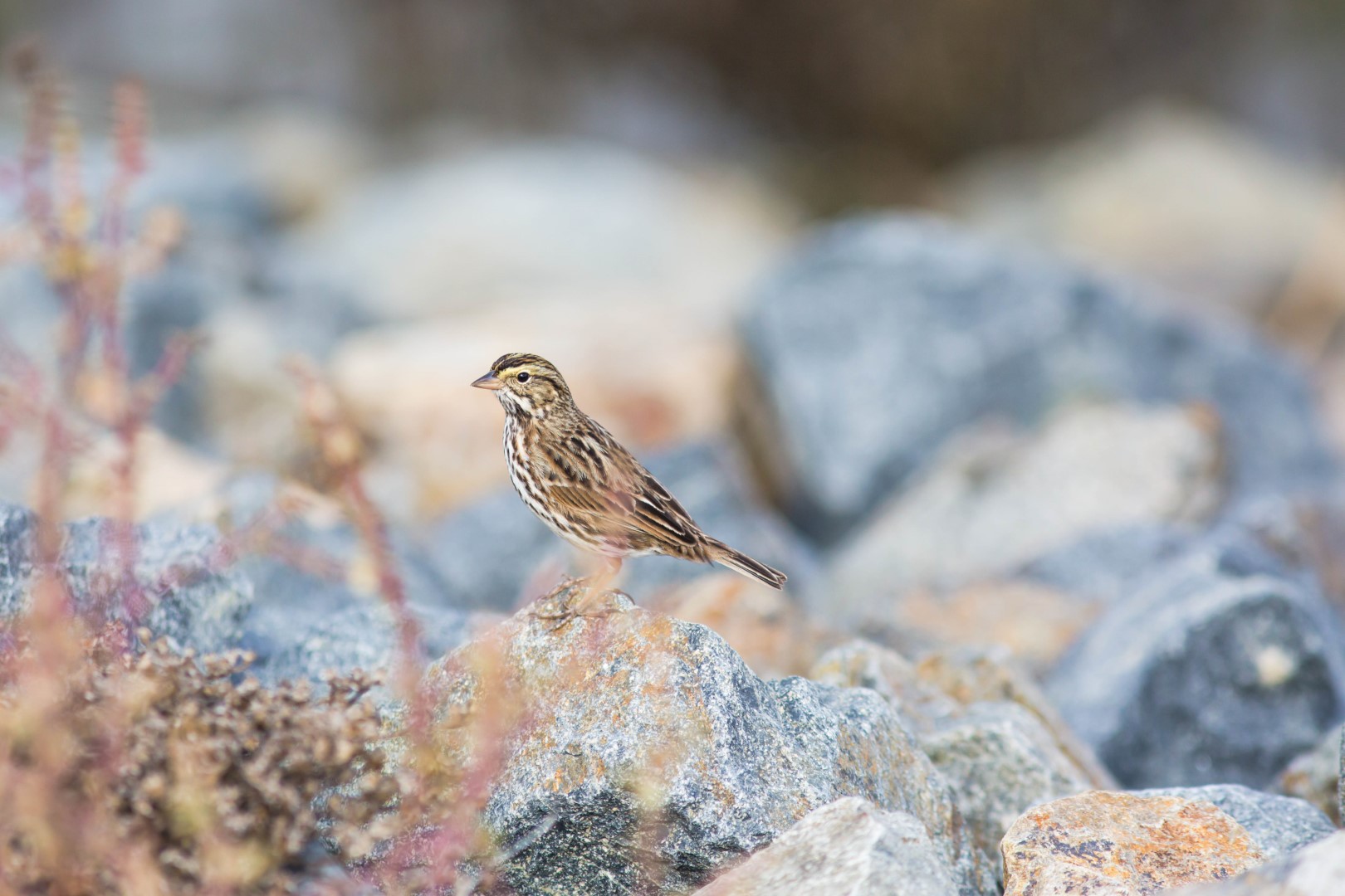 Savannah Sparrow