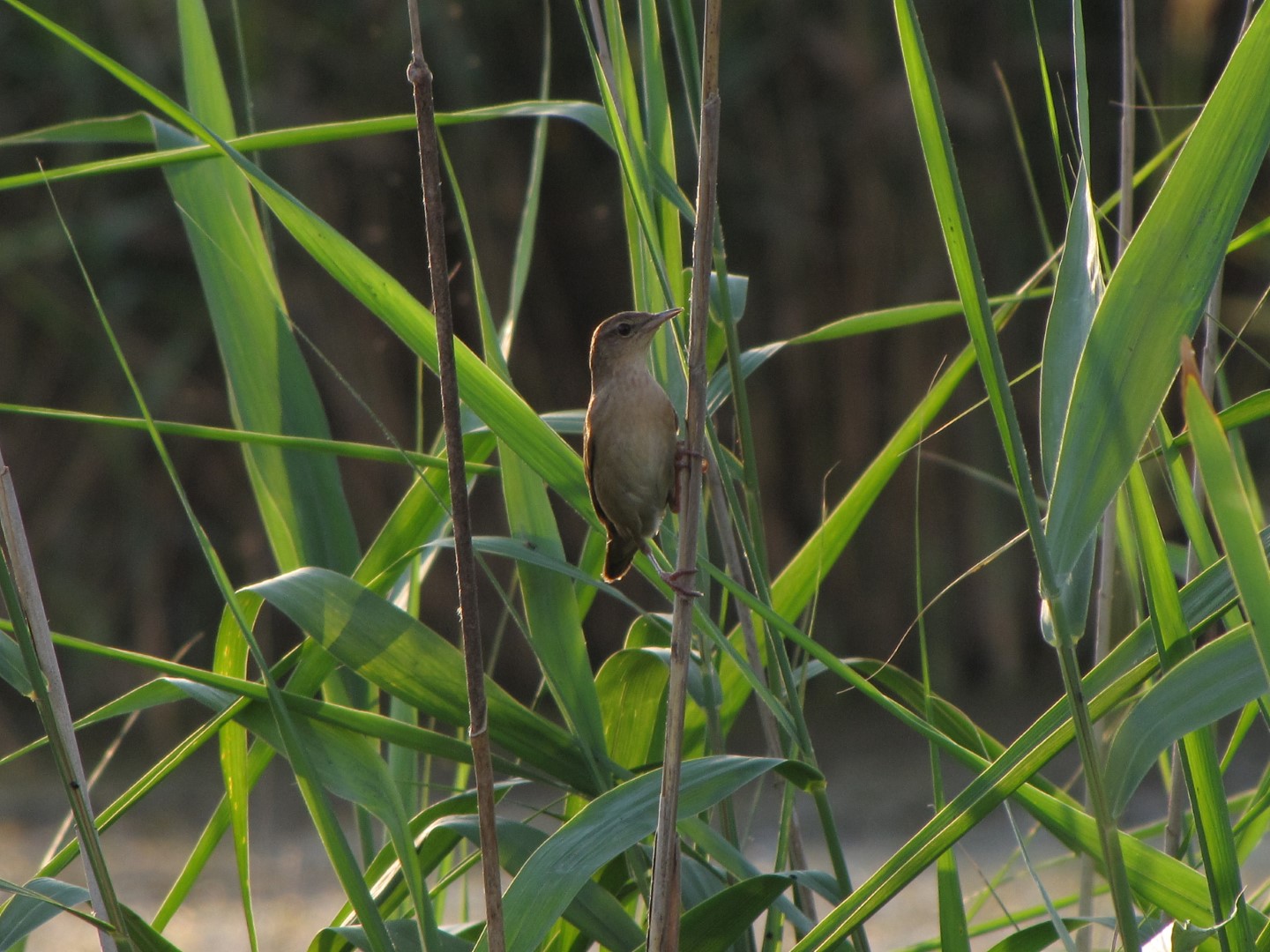 Savi's Warbler